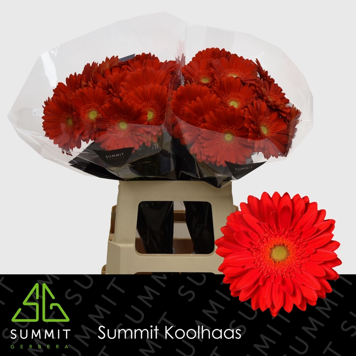 <h4>Gerbera Red Explosion Lang Ongelijk 60cm Water x40</h4>