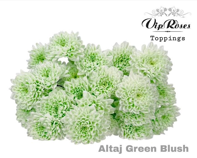 CHR T ALTAJ GREEN BLUSH