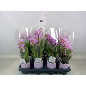 Phalaenopsis   ...mini