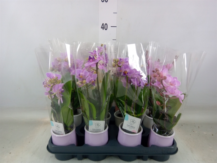 <h4>Phalaenopsis   ...mini</h4>