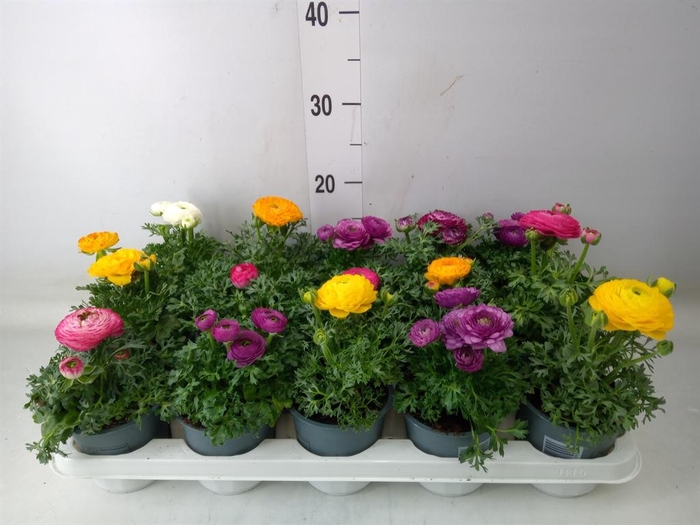 <h4>Ranunculus  'Sprinkles'</h4>