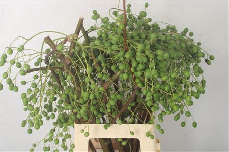 <h4>Lilac De Chine Per Stem</h4>
