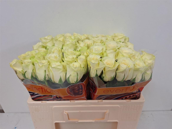 <h4>R GR PEGASSO</h4>