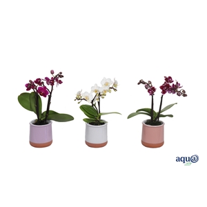 Valencia Mix Tiny Dolls Mix 2T10+ aqu@