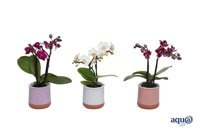 <h4>Valencia Mix Tiny Dolls Mix 2T10+ aqu@</h4>