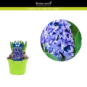 Hyacinthus Blue Pearl