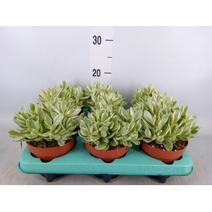 Crassula   ...