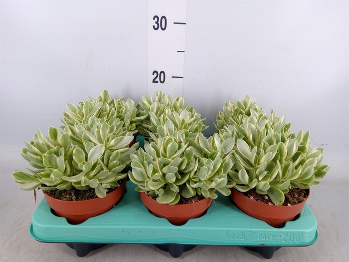<h4>Crassula   ...</h4>