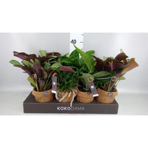 Planten Groen   ...mix  6