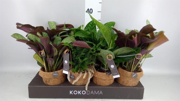<h4>Planten Groen   ...mix  6</h4>