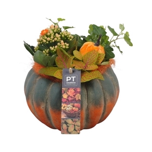 PTHI5488 Arrangement Herfst Indoor in beton pot