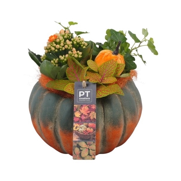 <h4>PTHI5488 Arrangement Herfst Indoor in beton pot</h4>