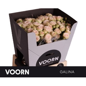 R Tr Galina Voorn