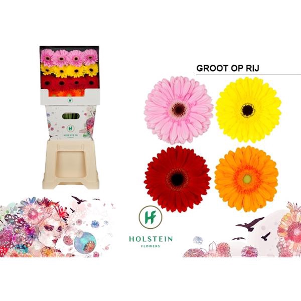 <h4>Ge Gr Mix in Line Diamond Holstein</h4>