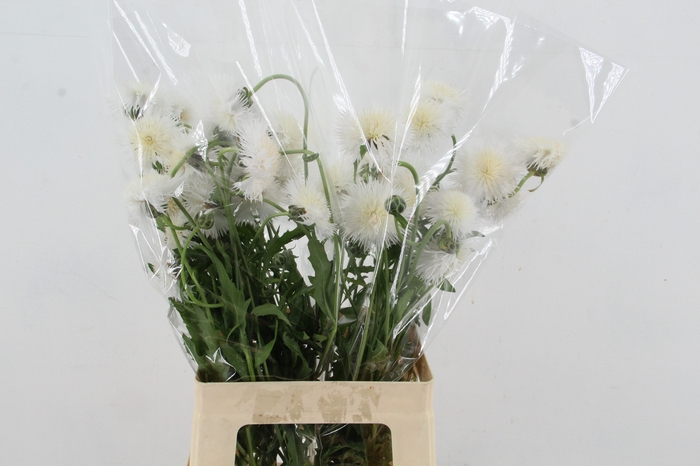 <h4>CENTAU WHITE CHOCOLATE</h4>