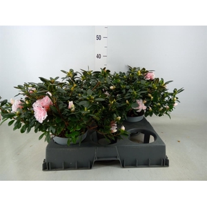 Rhododendron sim.   ...