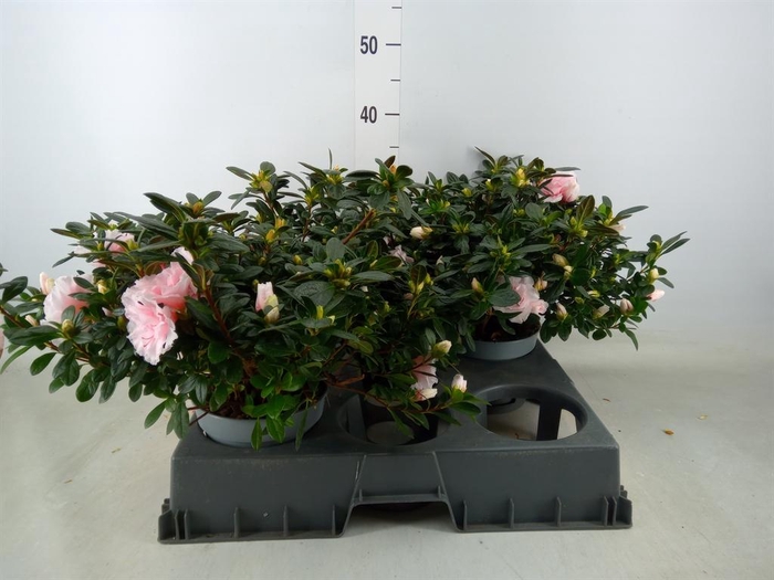 <h4>Rhododendron sim. ...</h4>