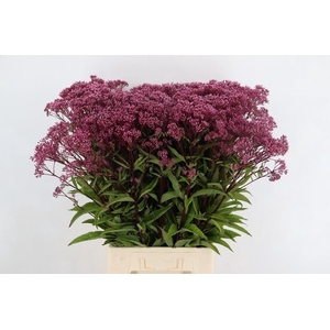 EUPATORIUM PURPLE