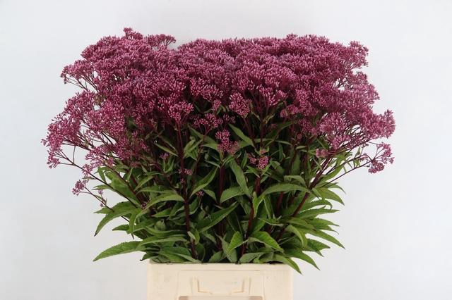 <h4>EUPATORIUM PURPLE</h4>