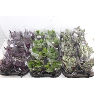 TRADESCANTIA C13