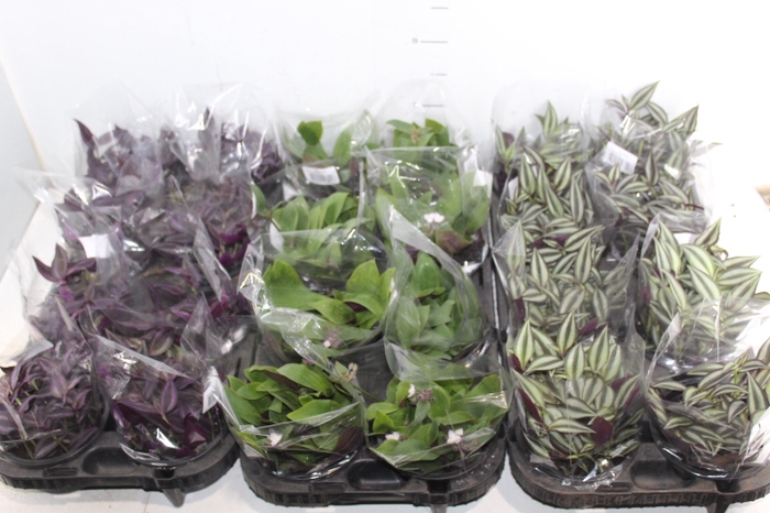 TRADESCANTIA C13