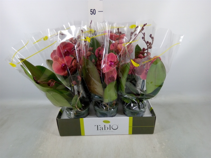 <h4>Phalaenopsis   ...orange</h4>