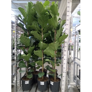 Ficus lyrata