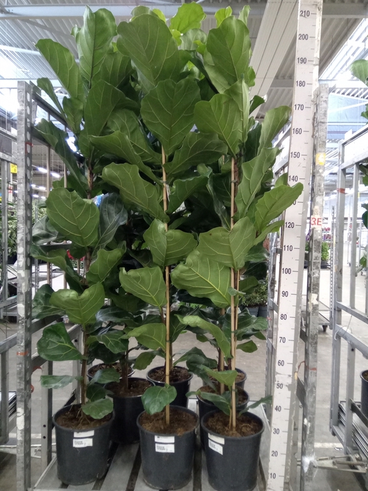 <h4>Ficus lyrata</h4>