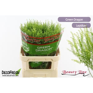 Lepidium virginicum Green Dragon