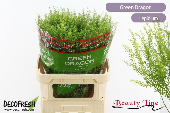 <h4>Lepidium virginicum Green Dragon</h4>