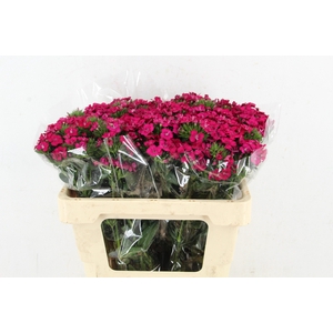 DI AMAZON NEON CHERRY