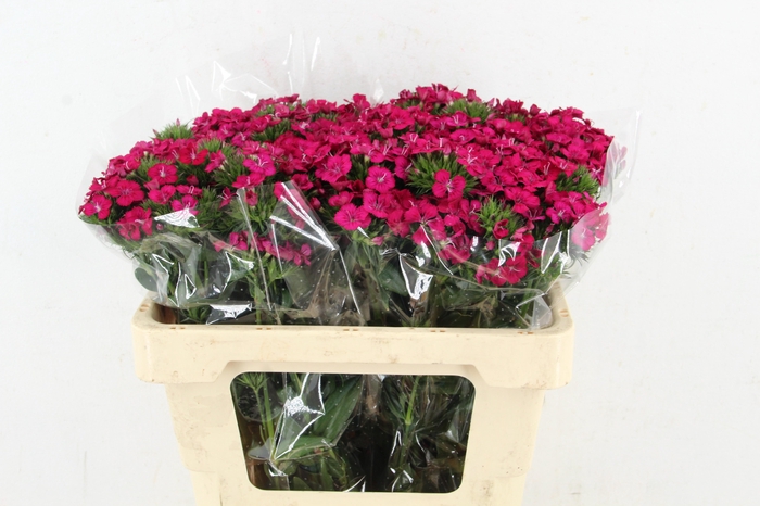 <h4>DI AMAZON NEON CHERRY</h4>