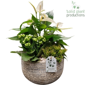AT051 Dakota Small White Anthurium