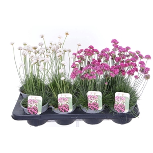 Armeria maritima mix