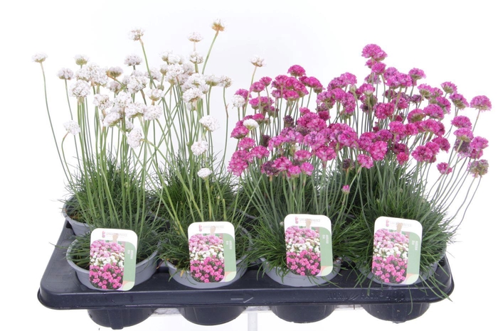 <h4>Armeria maritima mix</h4>