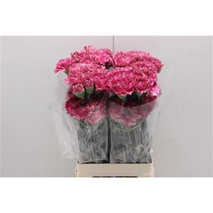 Dianthus st Viper Wine