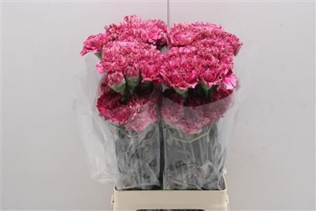 <h4>Dianthus st Viper Wine</h4>