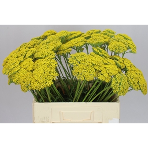 Achillea Parkers Variety