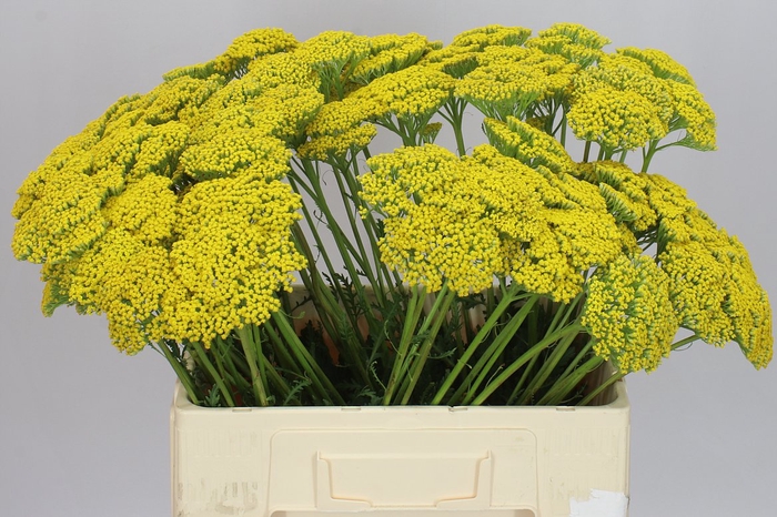 <h4>Achillea Parkers Variety</h4>