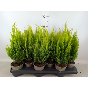 Chamaecyparis laws. 'Ellwoods Emp'