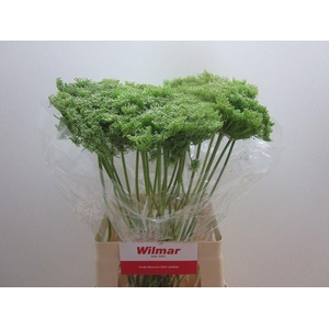 Ammi Vis Green Mist