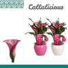 Zantedeschia Roze in Ompot Melanie LOVE