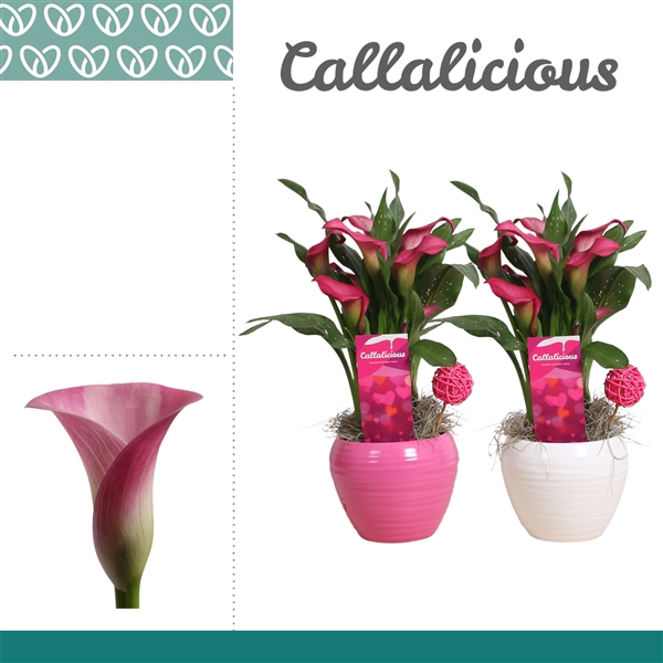 <h4>Zantedeschia Roze in Ompot Melanie LOVE</h4>