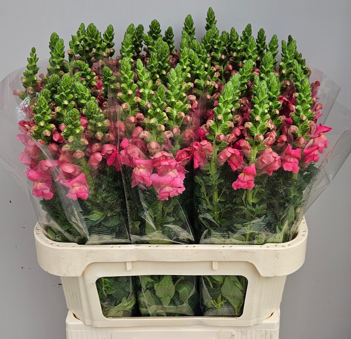 <h4>ANTIR POTO ROSE</h4>