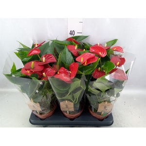 Anthurium andr. 'Micra'