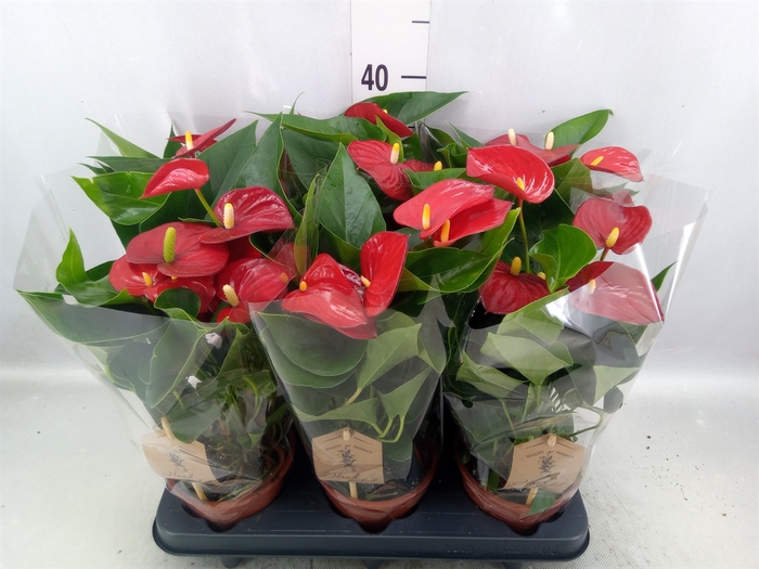 Anthurium andr. 'Micra'