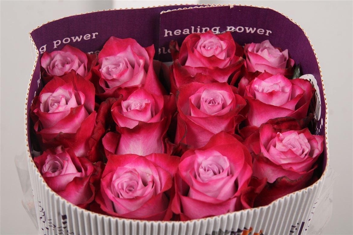 <h4>R Gr Deep Purple</h4>