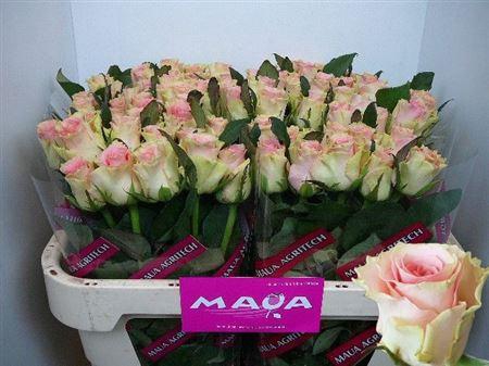 <h4>R Gr Top Gear</h4>