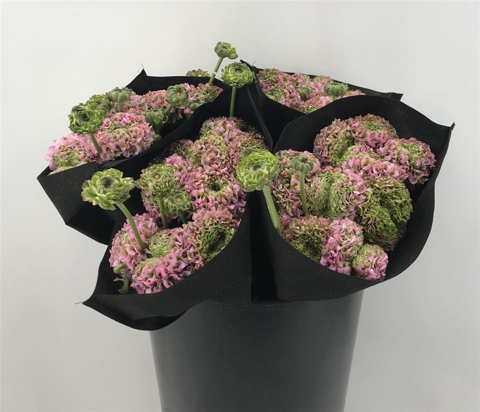 <h4>Ran Pon Pon Candy</h4>