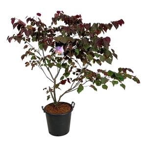 Cercis canadensis 'Forest Pansy'